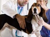 perro duele parte trasera ¿Por qué?