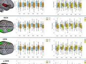 Investigadores revelan cómo trauma cambia cerebro