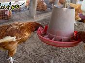 Bifeedoo explica gallinas deben comer pienso ecológico formato harina grosera