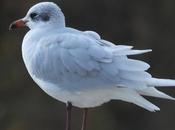 Gaviota cabecinegra