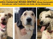 Jornada adopción canina (Rivas Vaciamadrid)