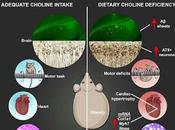 deficiencia colina dieta afecta salud neurológica