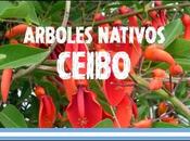 Serie Árboles Nativos Argentina: ceibo (video)