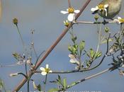 Mosquitero común