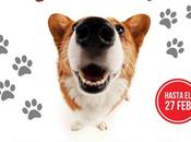 Campaña identificación mascotas caninas