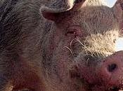 ¿Por musulmanes comen cerdo?
