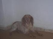 URGENTE!!!!! bretona joven refugiada portal donde echan, está agotada triste pueblo Sevilla