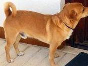 Perro perdido Vall d'Hebron (Barcelona)