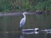Garza real
