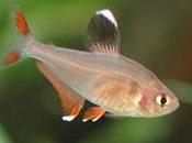 Tetra luminoso