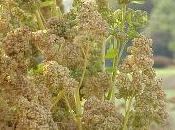 Propiedades quinoa