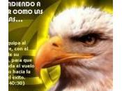 Aprendiendo Volar Como Aguilas