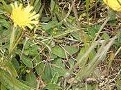 Vellosilla