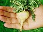 Maca Andes Peruanos