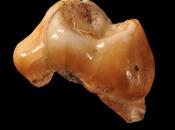 dientes resultan restos ‘Homo sapiens’ antiguos Europa