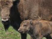 Destinan 300.000 euros para bisontes polacos Cebrián Mudá