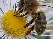 Jalea real, aliado para otoño