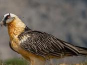 Gypaetus barbatus