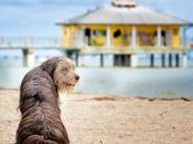 playas para perros Florida