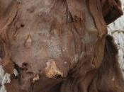 misterio 2.000 cráneos carnero momificados hallados templo Ramsés