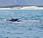 Hermanus, cómo visitar paraíso ballenas Sudáfrica