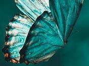 Científicos crean pintura liviana mundo ayuda mariposas