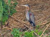 Ardea purpurea