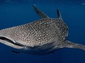 #VENEZUELA: Captan tiburón ballena playas #LaGuaira (+VIDEO)