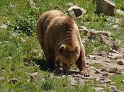 Catalunya recupera siete especies animales peligro extinción vulnerables.