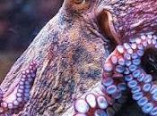 Primera granja pulpos congelados vivos.