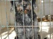 Necesita ayuda urgentemente!!! cruce snaucer sacrifican miercoles dejo dueño perrera gesser. (cadiz).