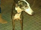 Nacra maravillosa galga busca hogar valencia