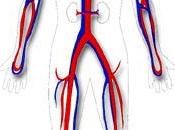 Función sistema nervioso control rápido presión arterial