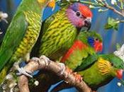 Loriquitos