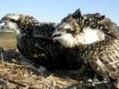 graba migración águila pescadora