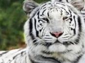#ZOO: #tigres bengala llegan país para #zoológico #Caricuao #ElPinar (+VIDEO) #VENEZUELA #ANIMALES #CARACAS