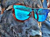 #MASCOTAS: Falleció #perrito venezolano «Amigo»: Buscó sobrevivientes #Turquía #LasTejerías #ANIMALES #PERROS