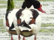 Buscando aves bellas