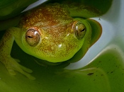 Estudio inédito conservación anfibios realiza Ecuador