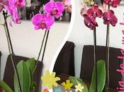 Orquídeas 🌹Para Madre