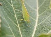 Phaneroptera sparsa