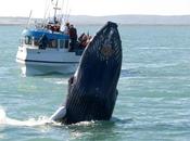 experiencias para descubrir increíble vida salvaje Islandia