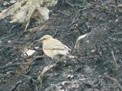 Collalba desértica cerca Tineo