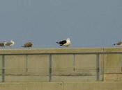 Gavión vuelvepiedras nuevo puerto