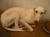 ¡URGENTISIMO! Perrera Jerez ¡¡20 GALGOS!! algunos fecha sacrificio, NECESITAN ADOPTANTES!!!!