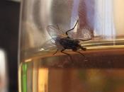 ¿Por moscas cerveza?