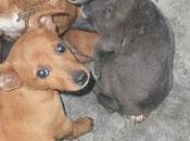 CÁDIZ (PERRERA JEREZ): ¡¡¡SACRIFICAN! MAMÁ PODENCA BEBÉS PERRERA JEREZ ¡Estan aterrorizados!