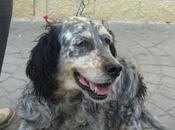 TARA mestiza setter años Madrid Urgente!!!