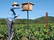 pájaros vino