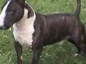 Bull Terrier
